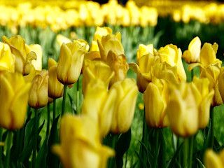 Jak uprawiać tulipany?