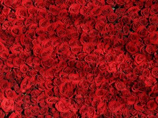 Jakiego koloru róże powinno się podarować narzeczonej?