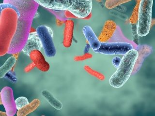 Rola mikrobioty w naszym organiźmie.
