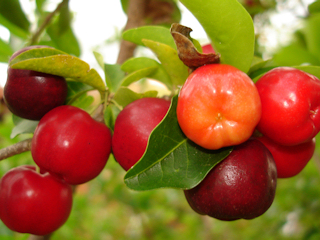 Acerola – wiśnia z Barbados w kosmetykach
